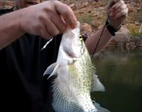 Crappie